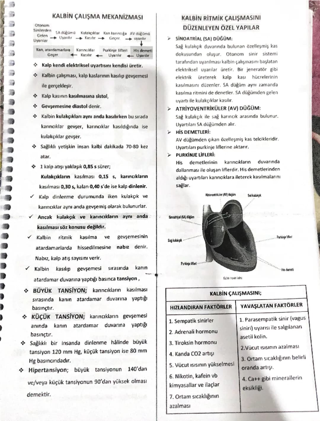 İNSANDA DOLAŞIM SİSTEMİ
Aort
Yarımay kapakçıkları
Sağ kulakçık
Trikuspit kapakçık
Sağ karıncık-
Alt ana toplardamar
Üst ana toplardamar
Kalb