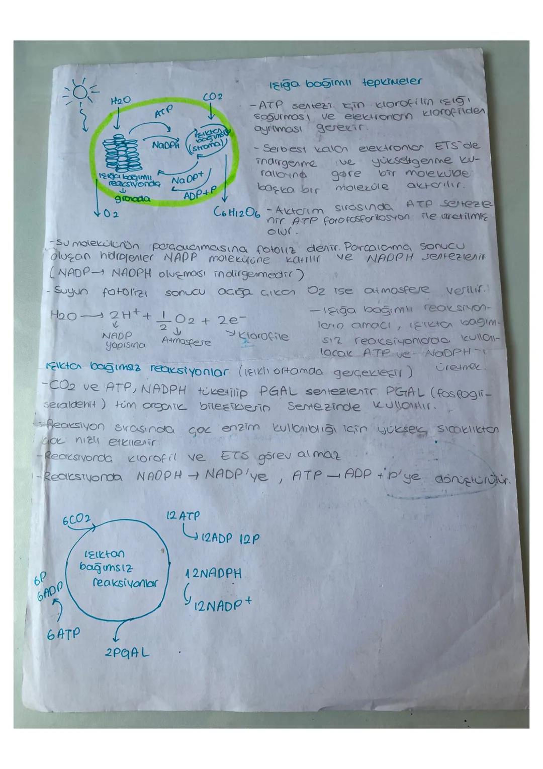 FOTOSENTEZ
Fotosenter ve кемотелег
olayını yapa canlılar
Fotosentez yapar callar:
-Fotosentetik Bakteriler
ototrof collar.
Fotosentezin Denk