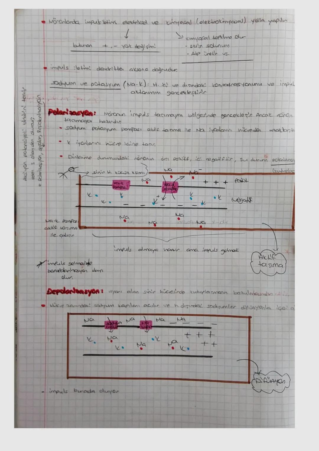 org
Nöronda impuls olurumu ve iletimi
uyanı algılandığında näonda elektrokimyasal değişikliklere impuls (uyanti) denis.
Norona eta edes her 