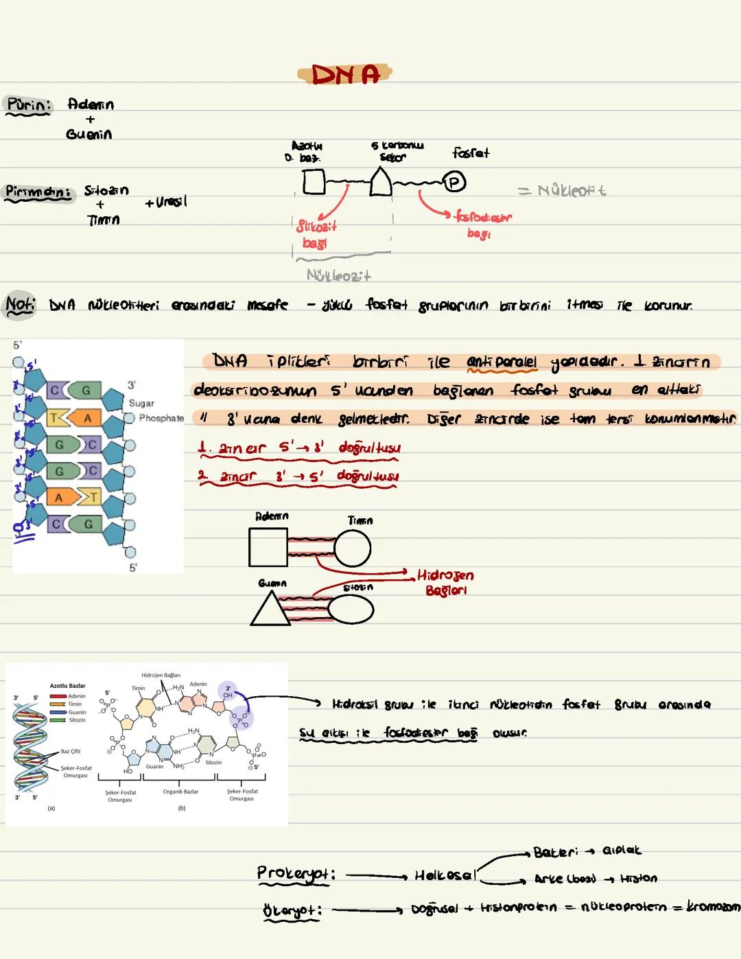 Dna ve Rna