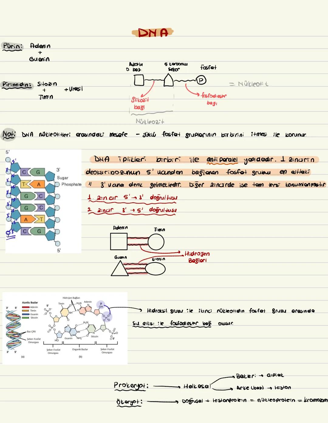 Pürin:
Adenin
+
Guenin
Piriman: Sitozin
+
Timin
+Unesil
DNA
Агони
D. baz.
5 karbonu
Setor
Not: DNA nükleotitleri erasındaki mesafe
3'
G
Suga