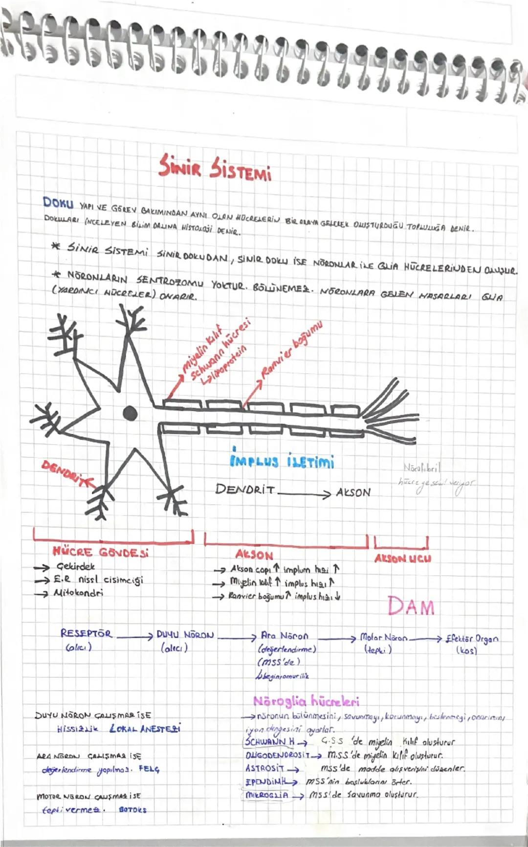 Sinir sistemi ayt biyoloji özet