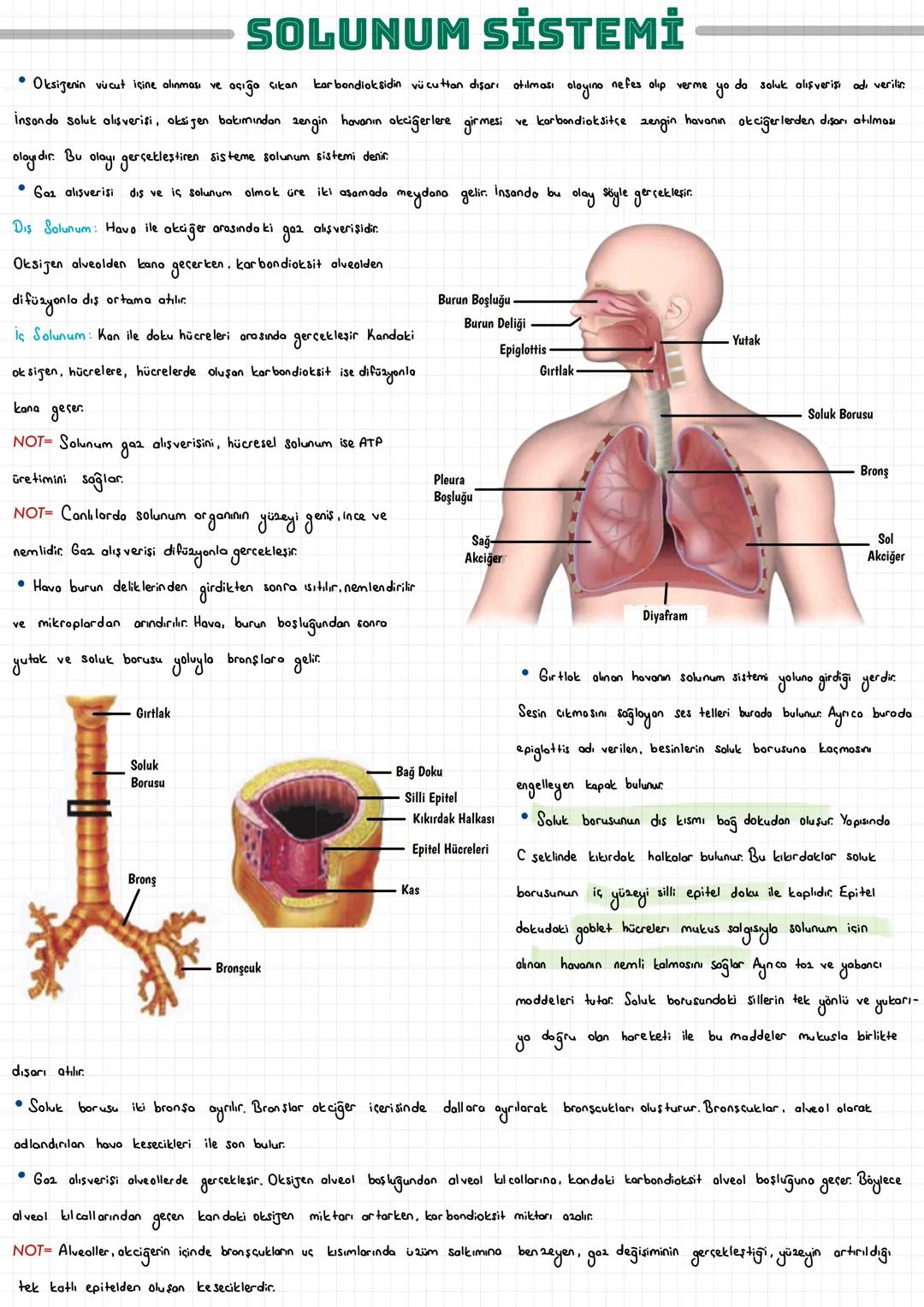  SOLUNUM SİSTEMİ
• Oksigenin vücut içine alınması ve açığa çıkan karbondioksidin vücuttan dışarı atılması olayına nefes alıp verme yo do sol