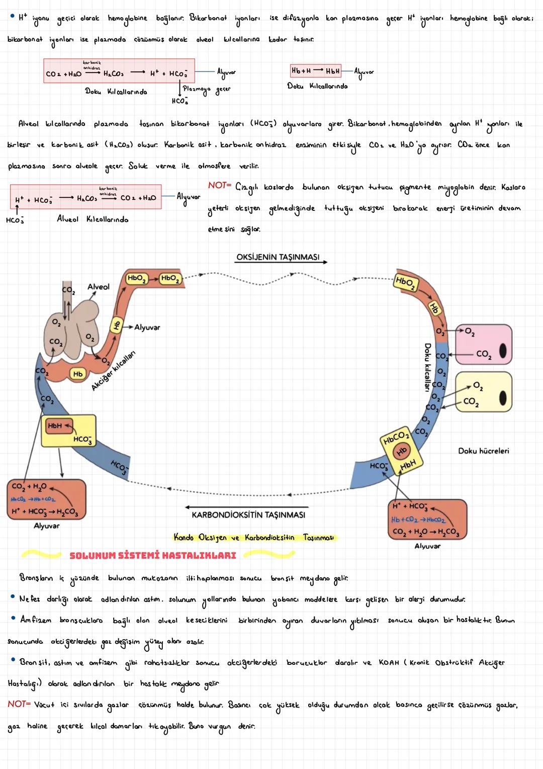  SOLUNUM SİSTEMİ
• Oksigenin vücut içine alınması ve açığa çıkan karbondioksidin vücuttan dışarı atılması olayına nefes alıp verme yo do sol