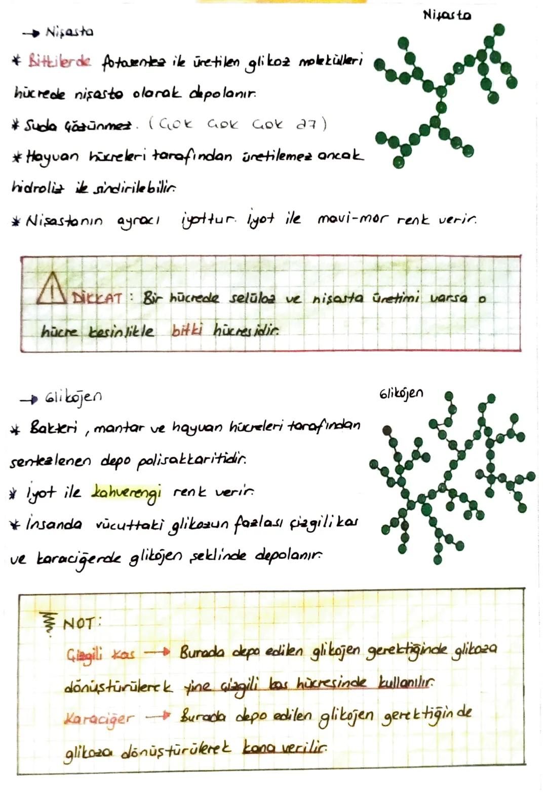 1. KARBONHİDRATLAR
* Húcreate enerji verici olarak ilk sırada kullanılan bileşiklerdir.
* Húcre zarının
Hücre Geperinin
yapuina katılırlar
Y