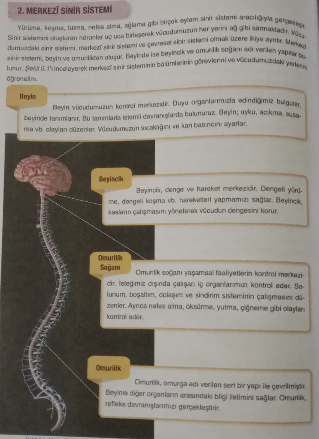 2. MERKEZİ SİNİR SİSTEMİ
Sinir sistemini oluşturan nöronlar uç uca birleşerek vücudumuzun her yerini ağ gibi sarmaktadır. Vücu-
Yürüme, koşm