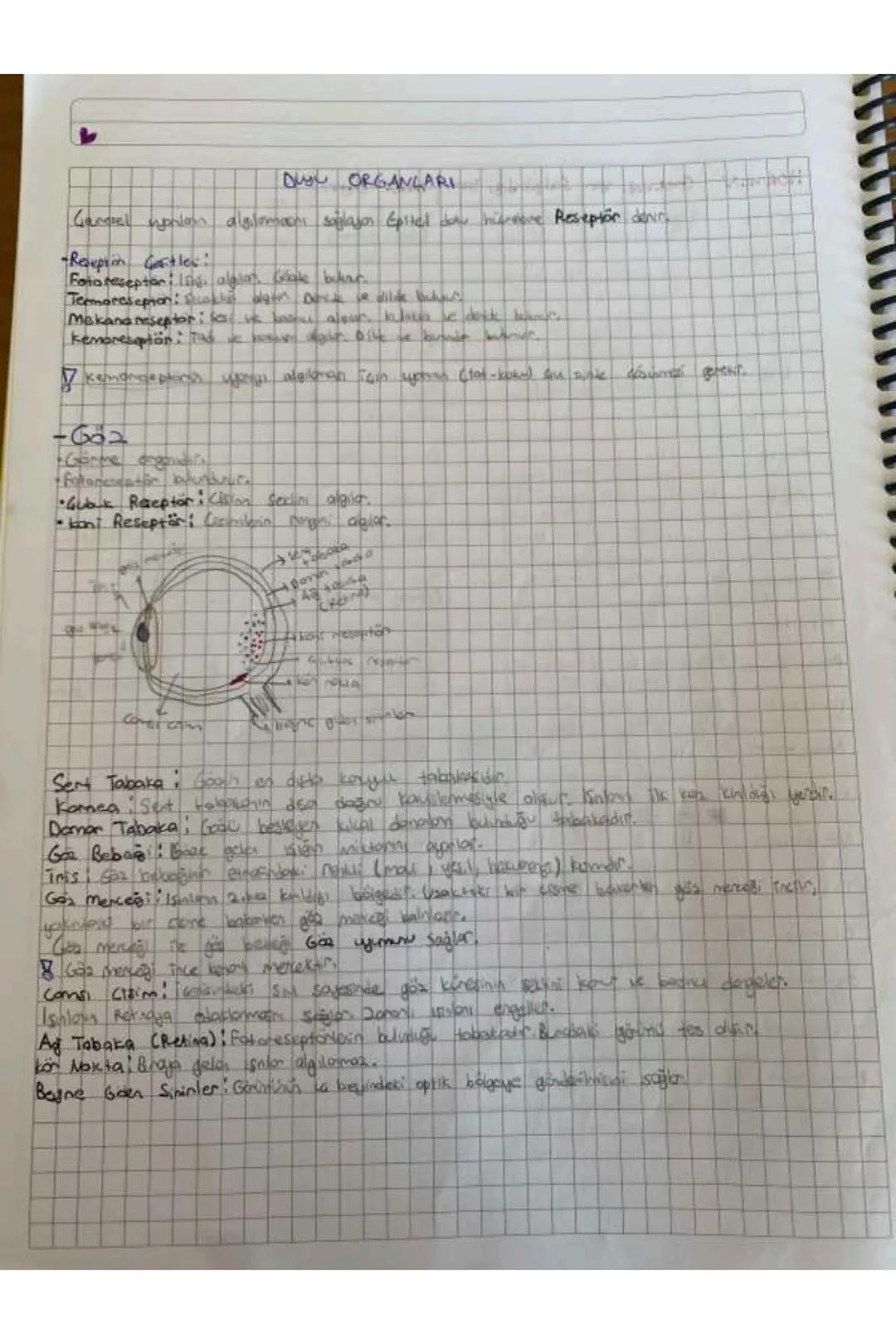 DU ORGANLARI
Ganguel nonton algılamasını sağlayan Epitel do hire Reseptor denir.
-Resepten Gestles:
Foto reseptoralgiat. Gak bukar.
Termores