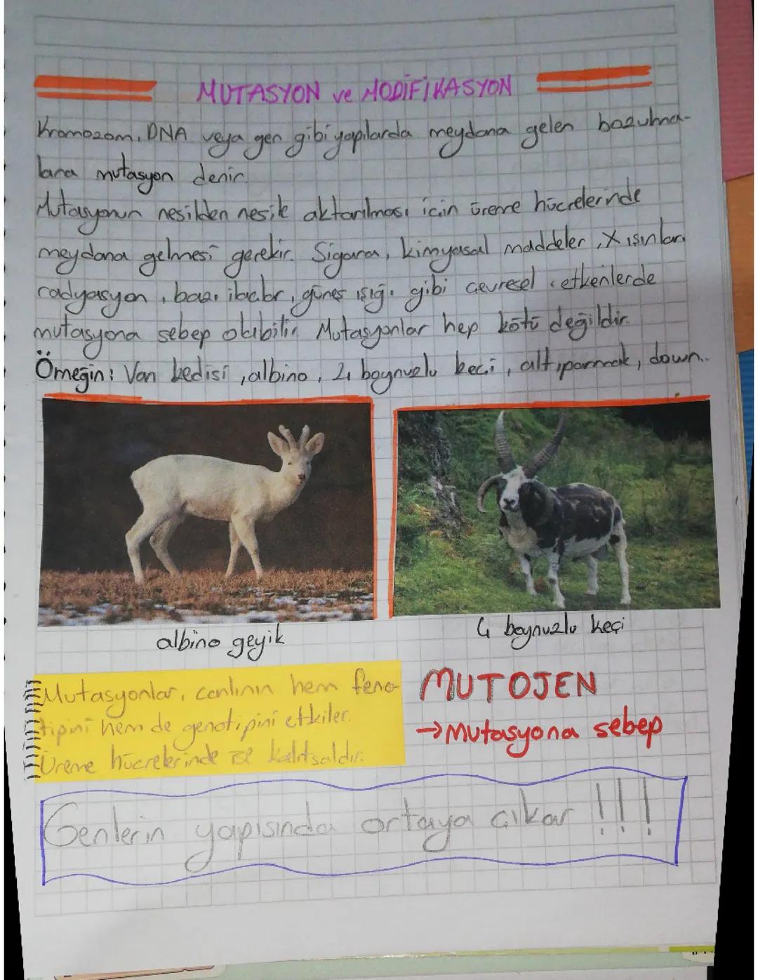 8. Sınıf Fen bilimleri mutasyon ve adaptasyon 