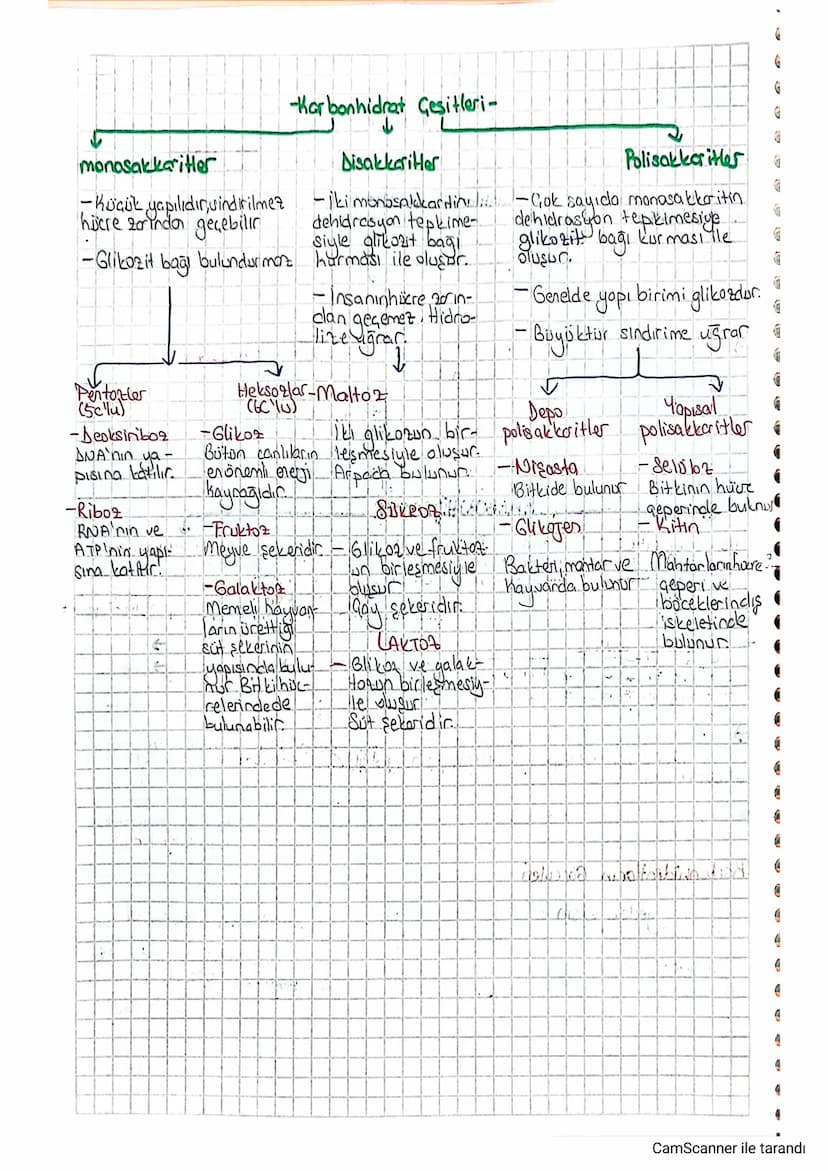 monosakkaritler
-Küçük yapılıdır, sindirilmez
hücre zorinda geçebilir
-Glikozit bağı bulundurmont
Pentonzler
(5clu)
-Karbonhidrat Çeşitleri-