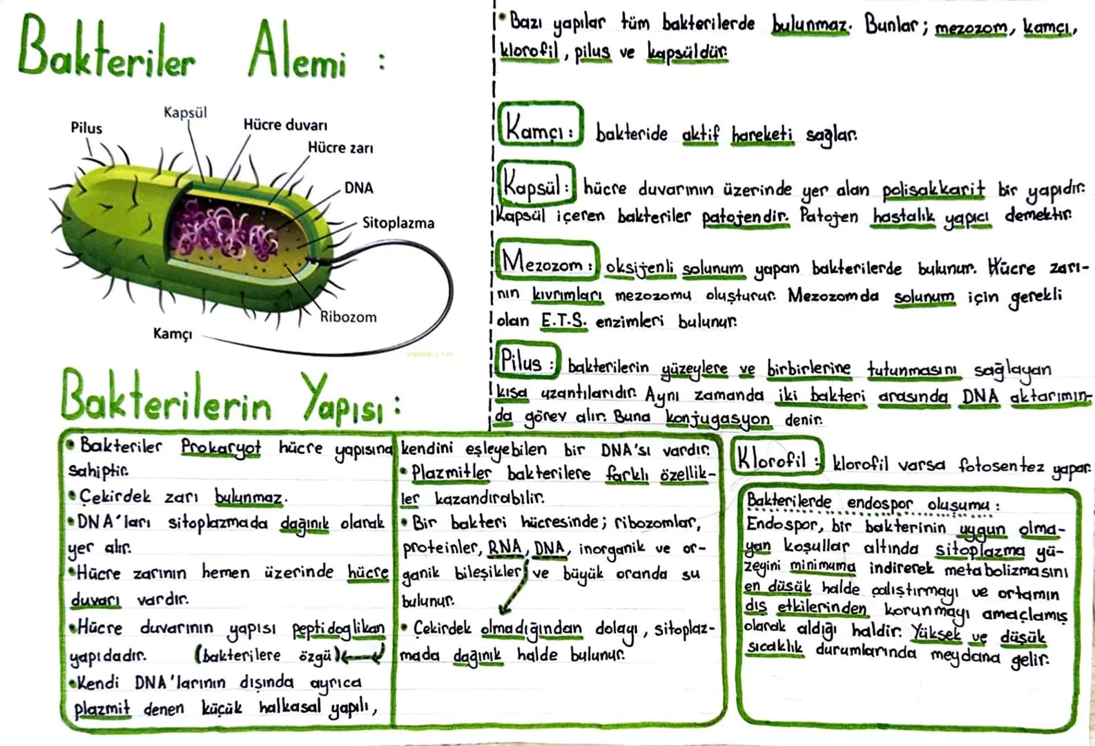 Bakteriler Alemi
Kapsül
Hücre duvarı
Pilus
Kamçı
Hücre zari
DNA
:
Sitoplazma
Ribozom
Bakterilerin Yapısı:
• Bazı yapılar tüm bakterilerde bu