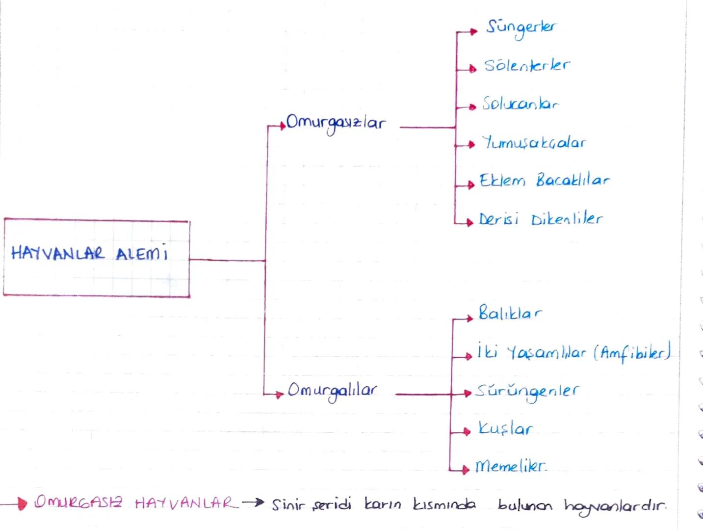 6. HAYVANLAR
* Ökaryot ve çok hücreli canlılardır.
*Heterotrof beslenirler.
Aktif hareket edebilirler.
* Depo polisakkariti
Glikojen
* Hücre