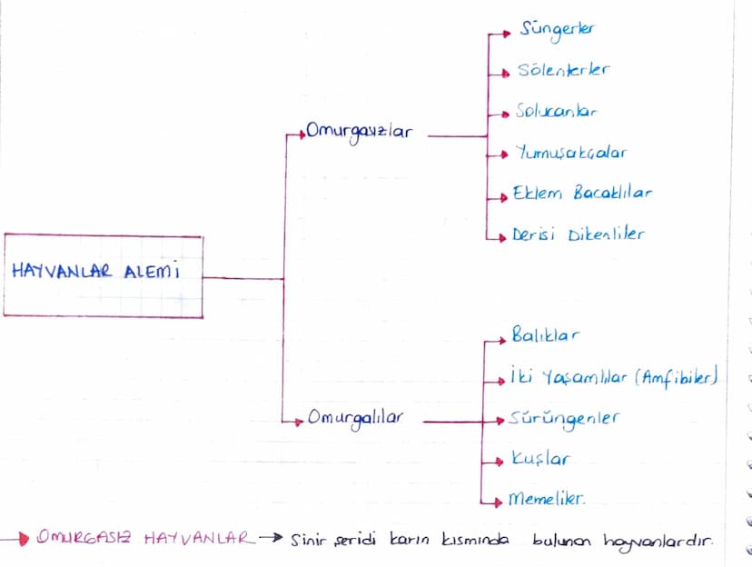6. HAYVANLAR
* Ökaryot ve çok hücreli canlılardır.
*Heterotrof beslenirler.
Aktif hareket edebilirler.
* Depo polisakkariti
Glikojen
* Hücre