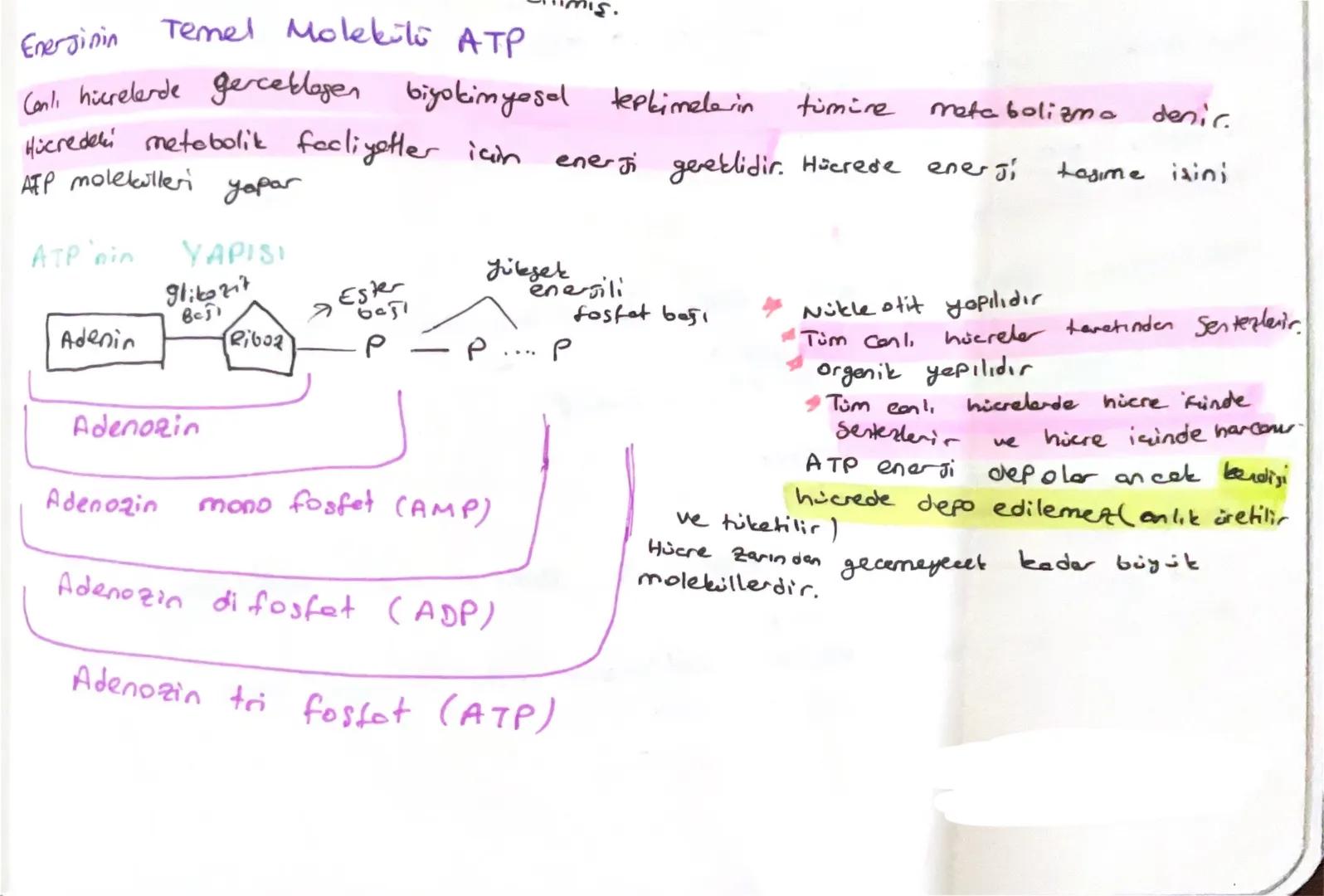Energinin
Temel Molekiti ATP
Canli hücrelerde gerceklagen biyokimyasal tepkimele in
Hicredeki metabolik faaliyetler için
tumire
metabolizma

