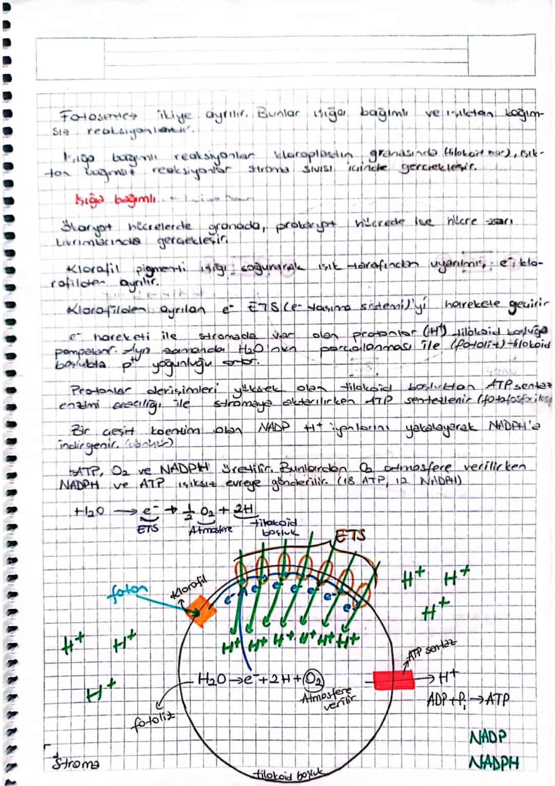 FOTOSENTE
Biikide yarakta fotosentez yapon
singer parankiması ve stoma dir.
"palizat parenkimasi,
€ yogun fotosentez palizat parankingsına g