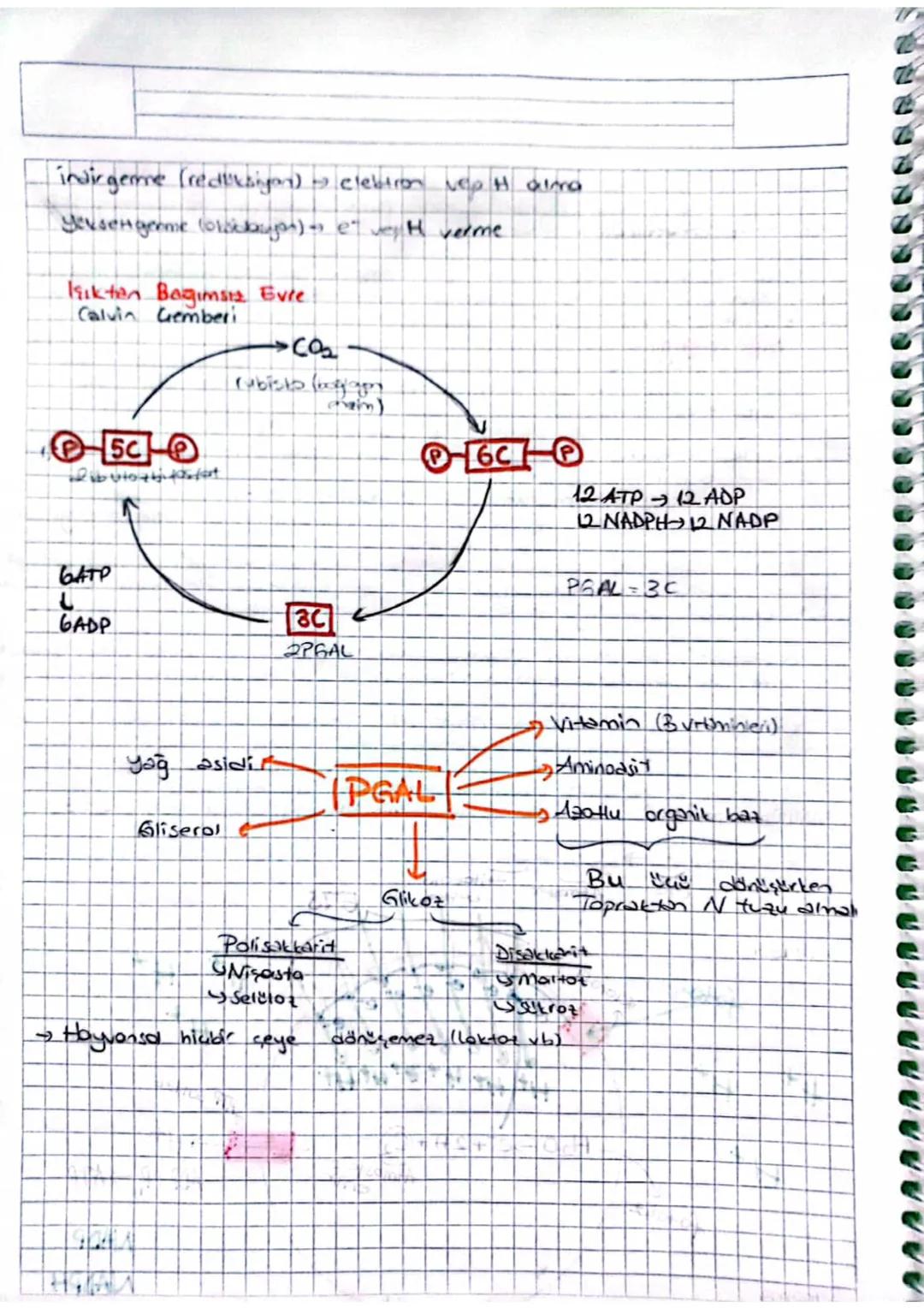 FOTOSENTE
Biikide yarakta fotosentez yapon
singer parankiması ve stoma dir.
"palizat parenkimasi,
€ yogun fotosentez palizat parankingsına g
