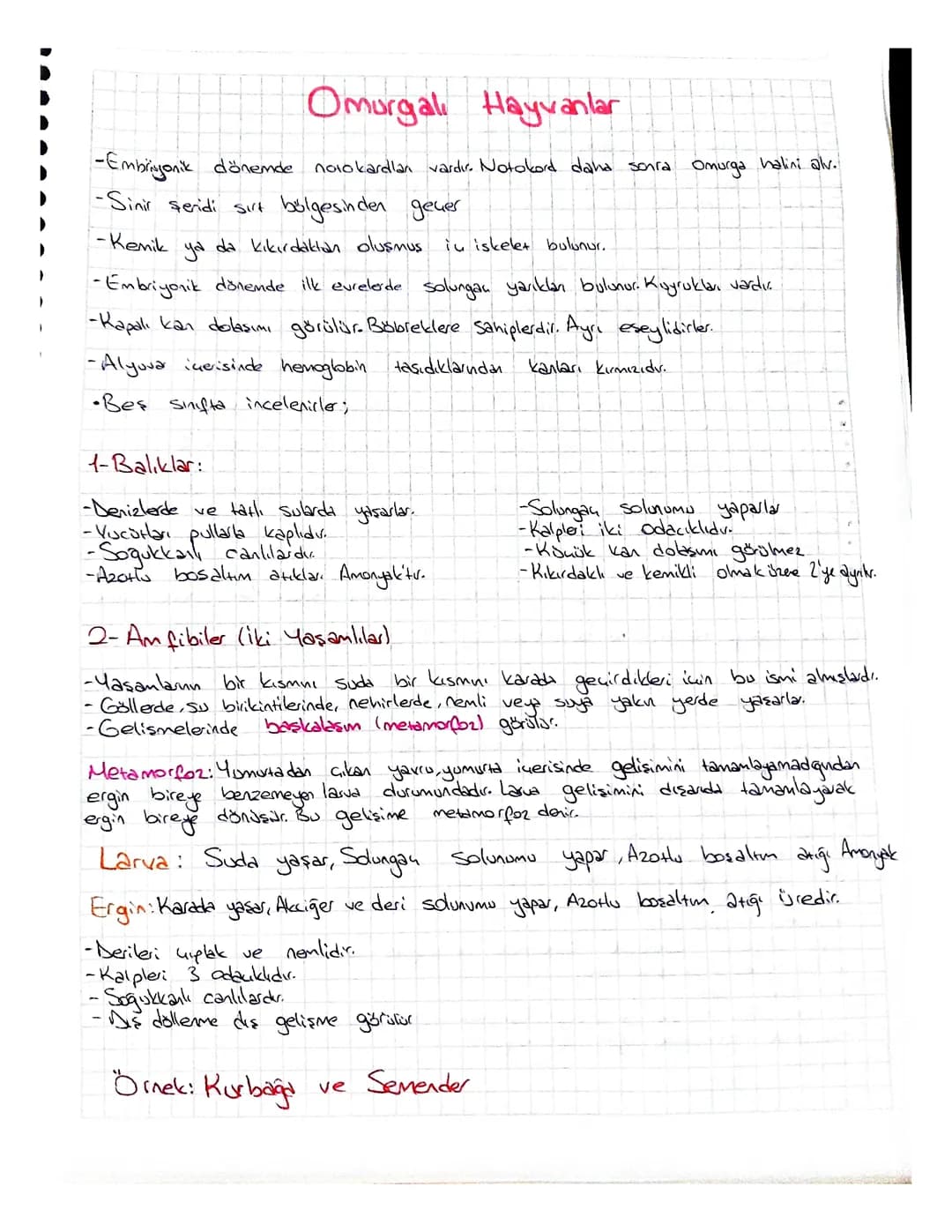 omurgalı hayvanlar