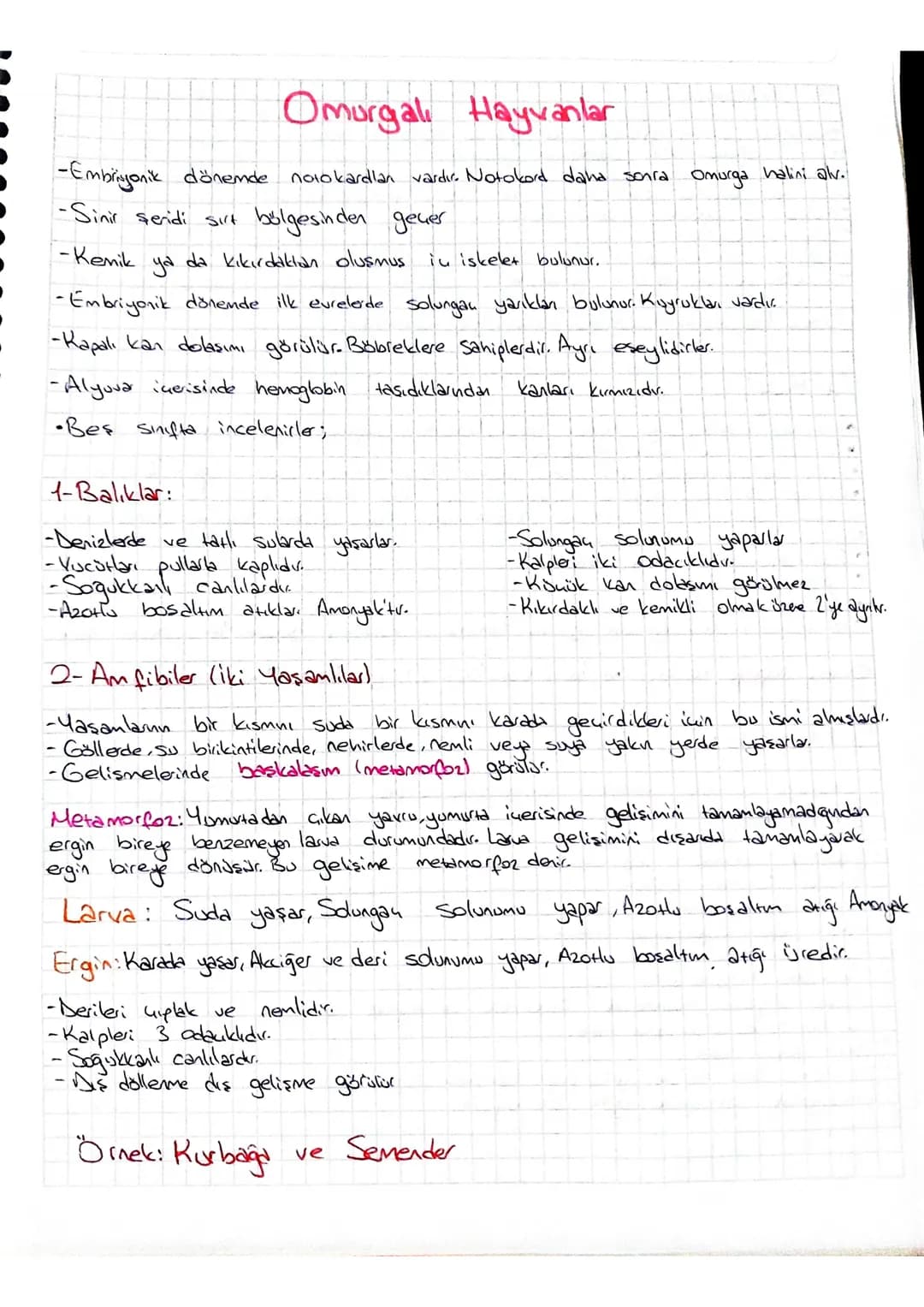 Omurgal Hayvanlar
-Embriyonik dönemde notokardlan vardır. Notokord daha sonra omurga halini alv.
-Sinir stendi sirt bölgesinden geçer
-Kemik