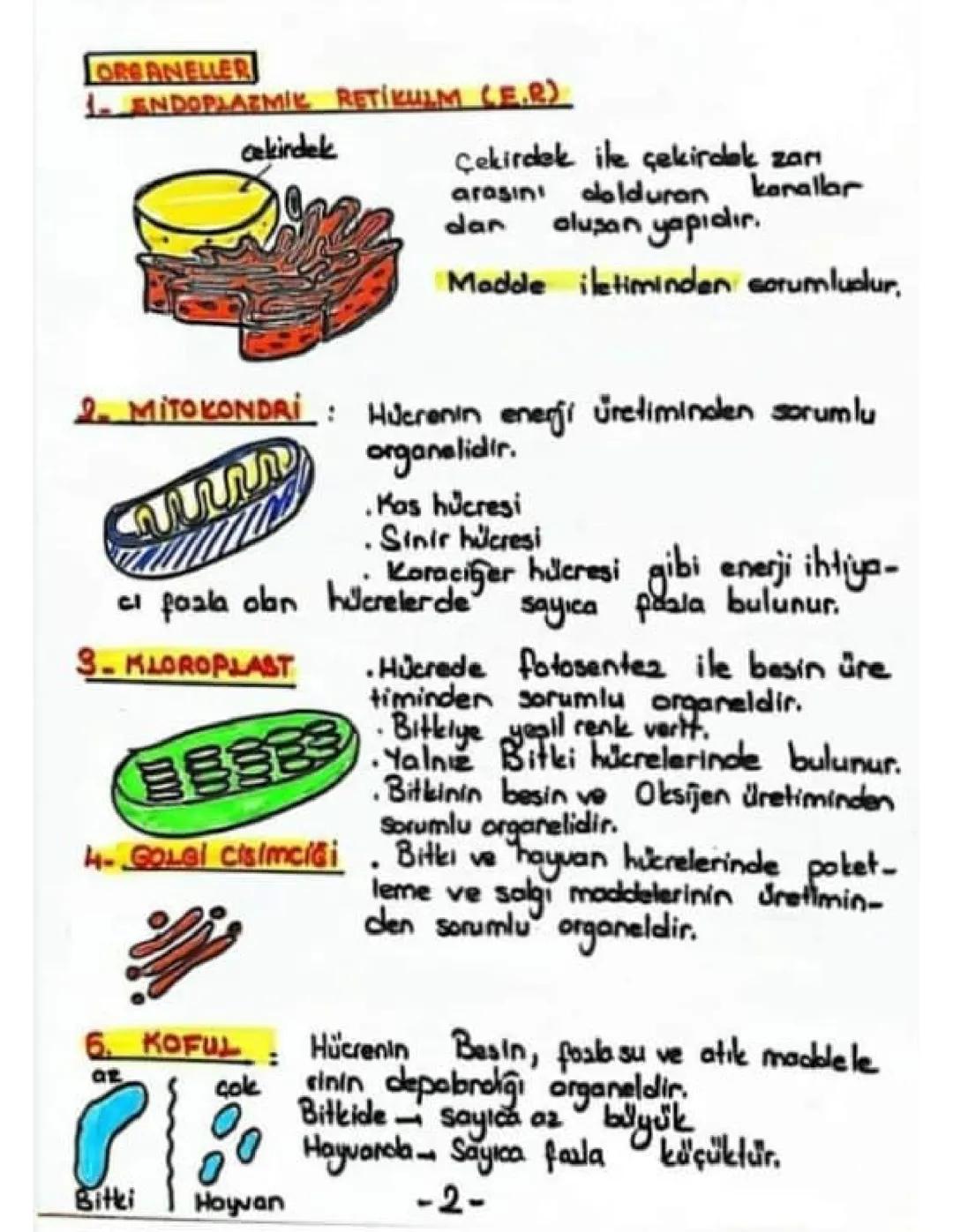 Organeller: Hücrelerin Temel Yapıları