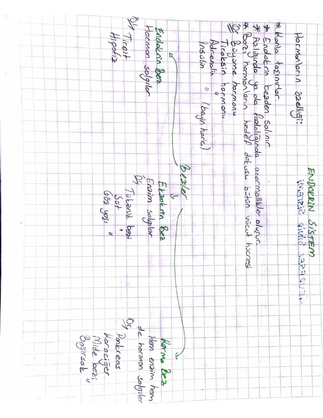 11. Sınıf Endokrin Sistem Notları