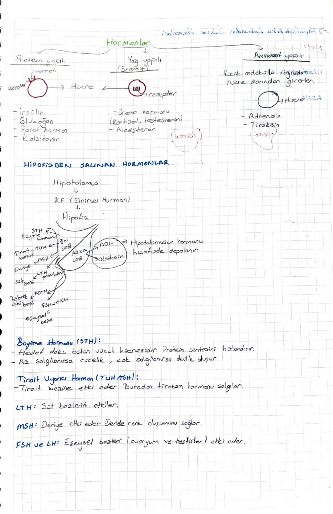 ENDOKRIN SISTEM
Hormonların özelliği:
Kanla taşınırlar.
to Endokrin beaden salınır.
* Azlığında ya da foalalığında anormallikler oluşur.
* B