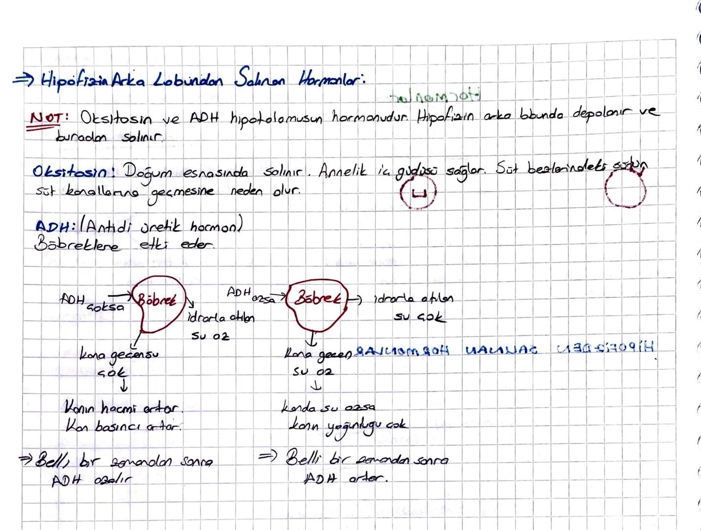ENDOKRIN SISTEM
Hormonların özelliği:
Kanla taşınırlar.
to Endokrin beaden salınır.
* Azlığında ya da foalalığında anormallikler oluşur.
* B
