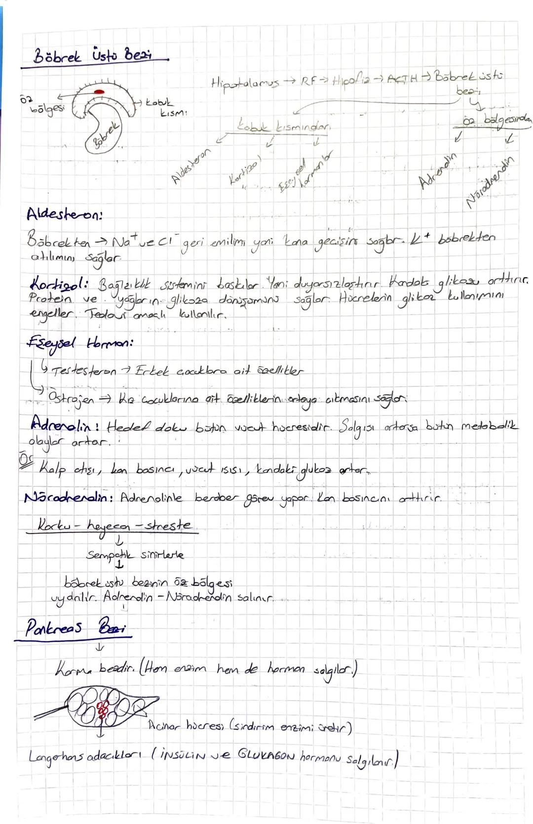 ENDOKRIN SISTEM
Hormonların özelliği:
Kanla taşınırlar.
to Endokrin beaden salınır.
* Azlığında ya da foalalığında anormallikler oluşur.
* B