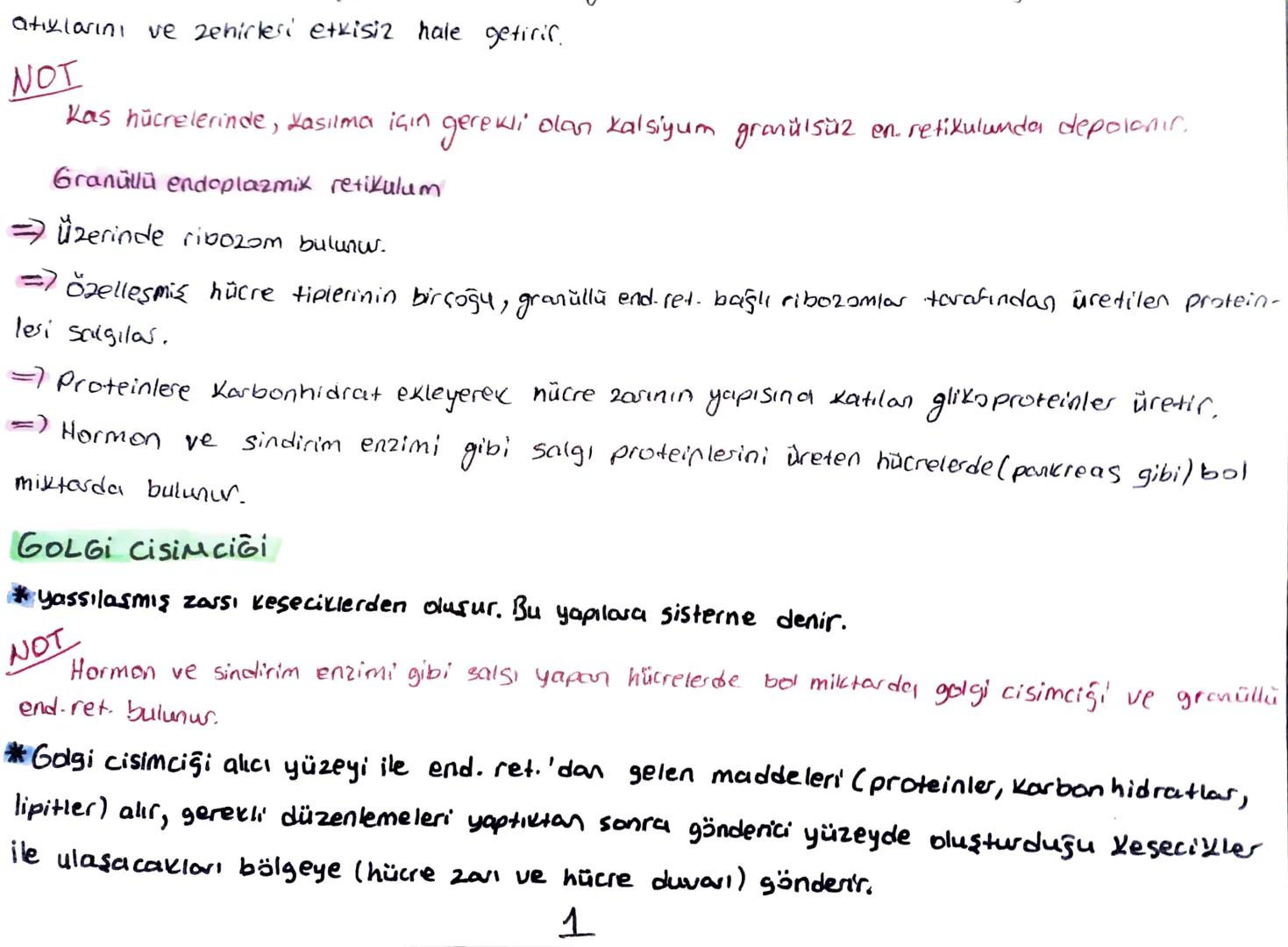 TYT BİYOLOJİ
MARE ORGANER
RiB020M
*Protein sentezinin gerçekleştiği organel.
Zarsız bir organeldir.
Prokaryot ve ökasyot tum huc. bulunur.
E