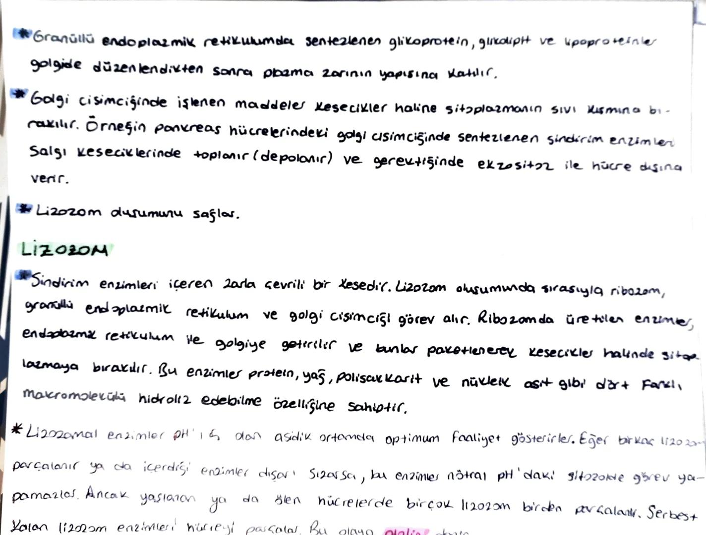 TYT BİYOLOJİ
MARE ORGANER
RiB020M
*Protein sentezinin gerçekleştiği organel.
Zarsız bir organeldir.
Prokaryot ve ökasyot tum huc. bulunur.
E