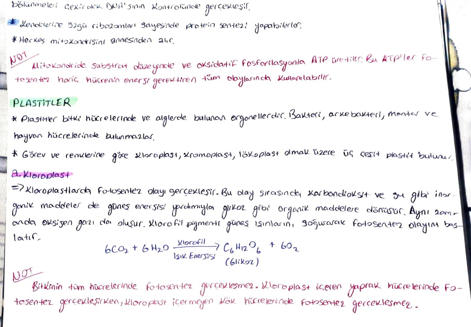 TYT BİYOLOJİ
MARE ORGANER
RiB020M
*Protein sentezinin gerçekleştiği organel.
Zarsız bir organeldir.
Prokaryot ve ökasyot tum huc. bulunur.
E