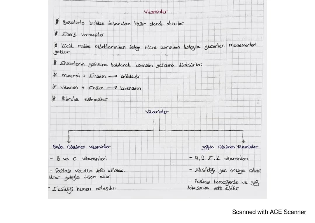 Vitaminler: Kaç Çeşit Vitamin Var ve Hangi Besinlerde Bulunur?