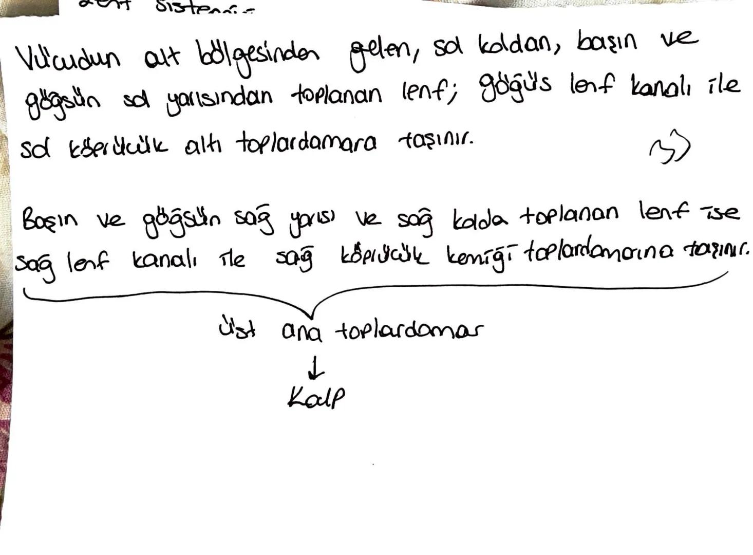 * Lenf kanallari, proteinler ve büyük partikütter gribi
kekal damarlara doğrudan emilimi mümkün olmayan
doku sıvısından uzaklaştırıp kana gö