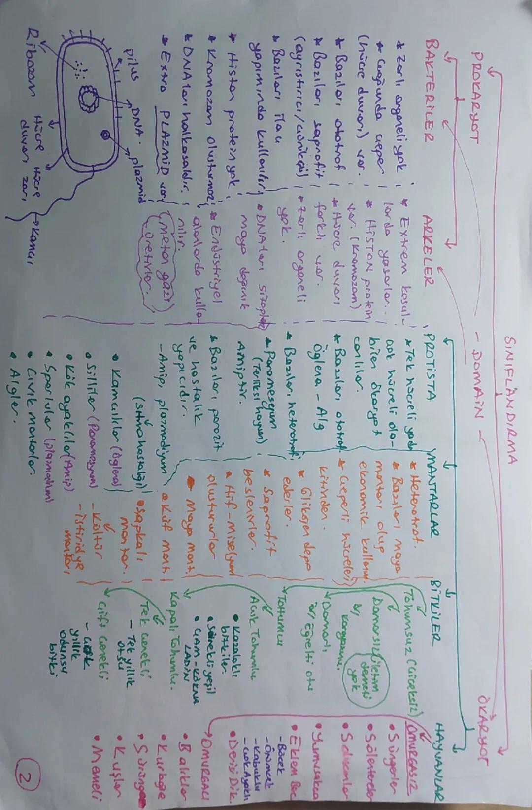 SINIFLANDIRMA

PROKARYOT
BAKTERİLER
& Zarlı angereli yoki
Cegğunda reper I
(hücre duvarı) ver.

- DOMAIN
+
5
↓
ARKELER
PROTISTA

MANTARLAR
*