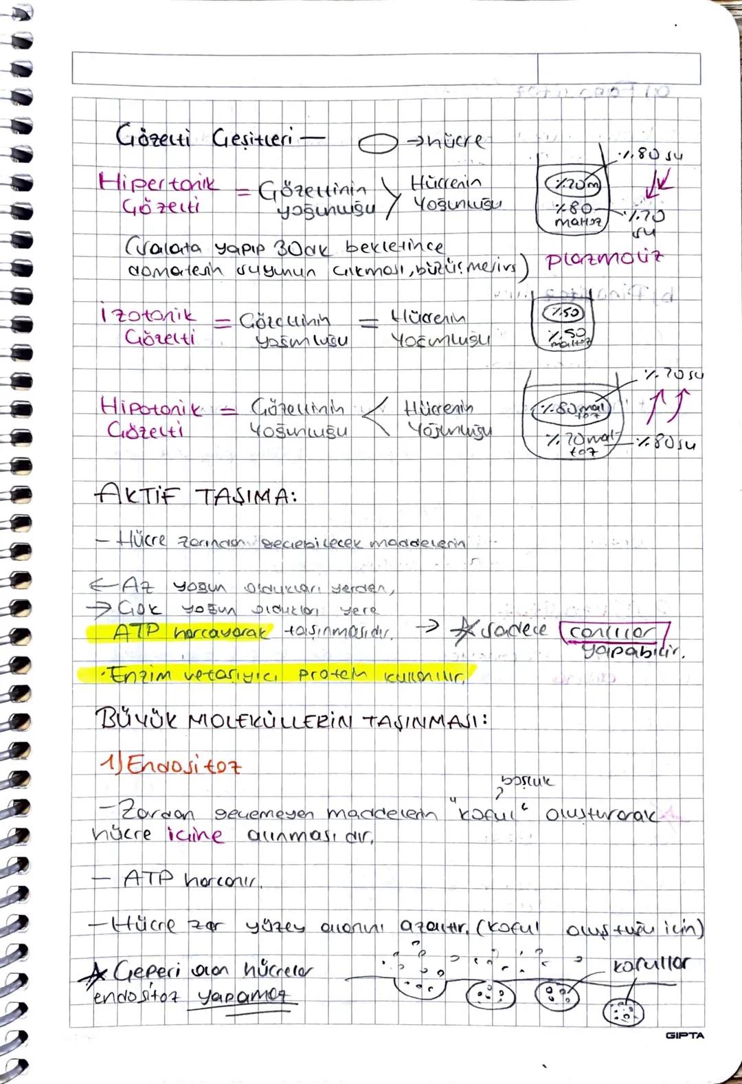 HUCRE DUVARI:
• Vert ve cam geçirgendir.
•Bakteriler Peptides liken.
Arkeler Pseu peptidoglikon
•Bitkiler → Venloz
• Monterior - kitin
hücre