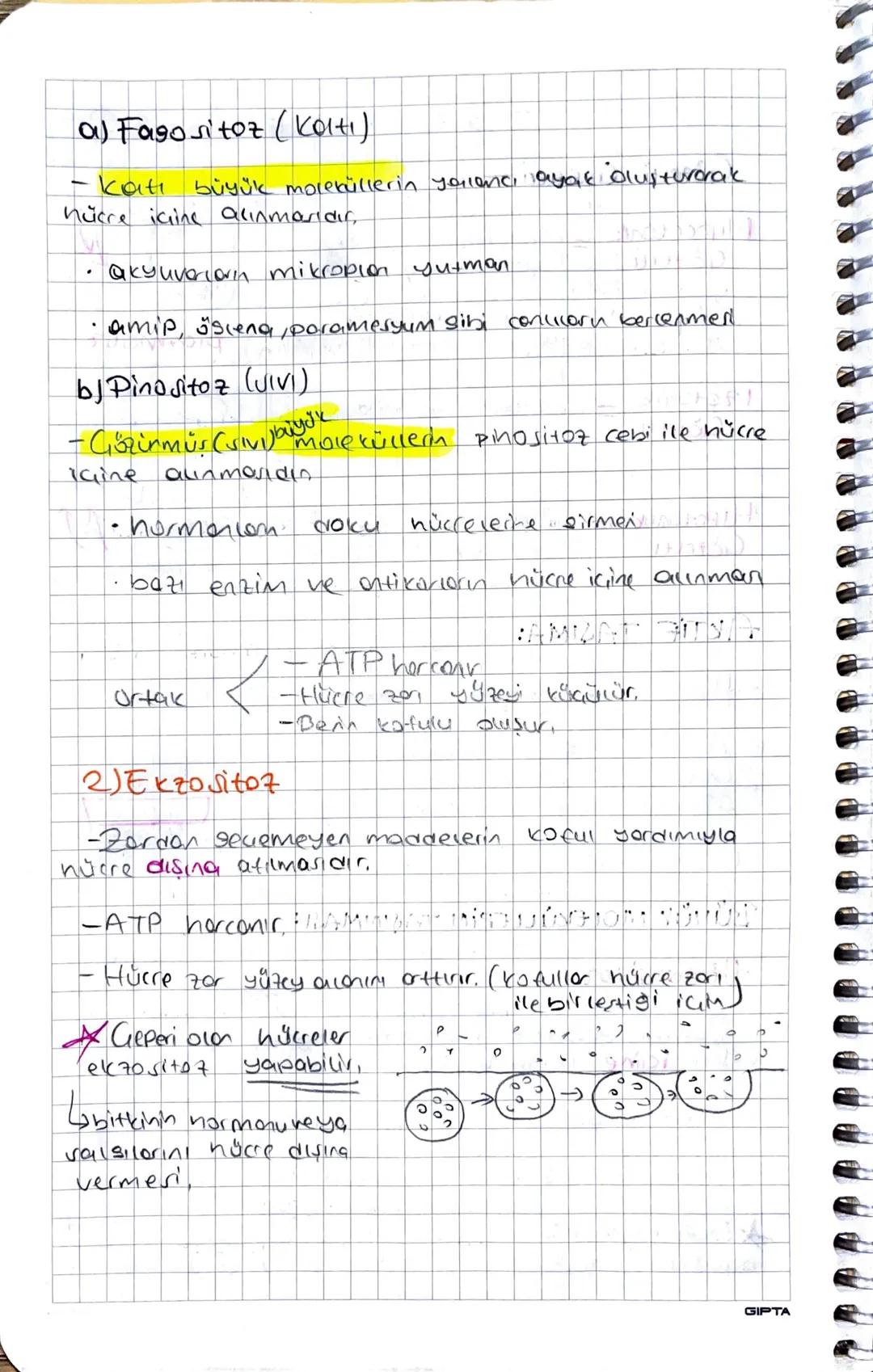 HUCRE DUVARI:
• Vert ve cam geçirgendir.
•Bakteriler Peptides liken.
Arkeler Pseu peptidoglikon
•Bitkiler → Venloz
• Monterior - kitin
hücre