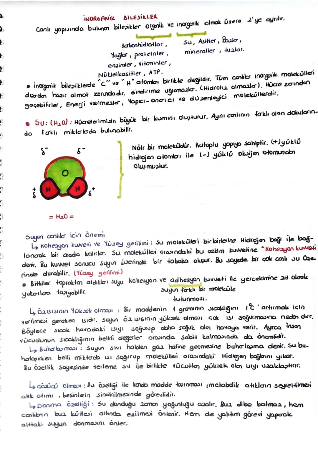 CANULARIN ORTAK ÖZELLİKLERİ
1) Hücresel Yapı: Tum conliler hücresel yapıyo schiptir. Bazıları tek hücreli bazıları çok hücreli
Olabilir.
Bau