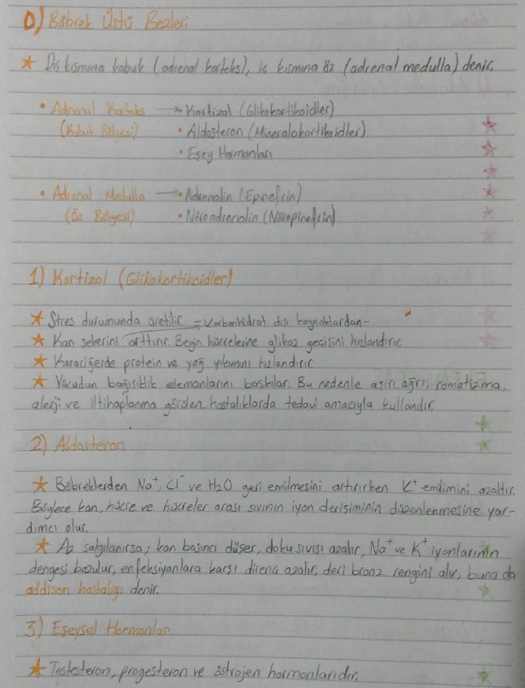 On lop (Frontal lop)
*   Organizasyon, planlama, problem
    çözme, algılama, dikkat ile ilgili
    bilgilerin değerlendirilme bölgesi
*   İ
