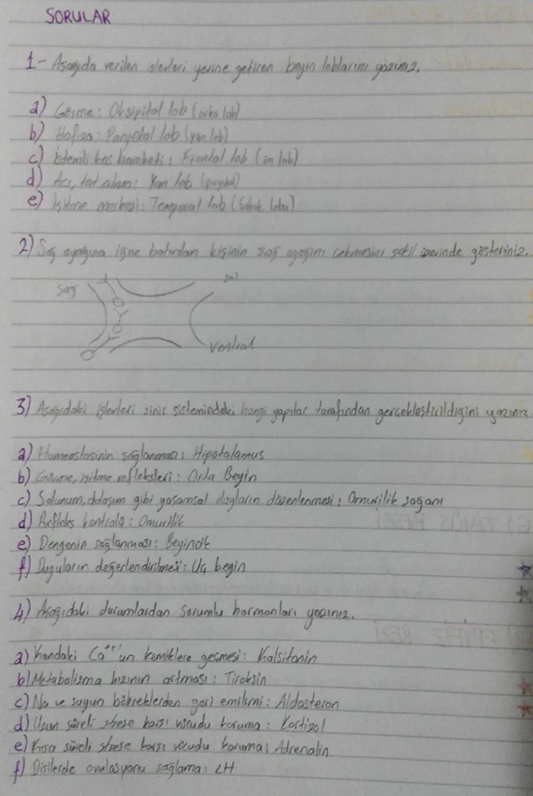 On lop (Frontal lop)
*   Organizasyon, planlama, problem
    çözme, algılama, dikkat ile ilgili
    bilgilerin değerlendirilme bölgesi
*   İ