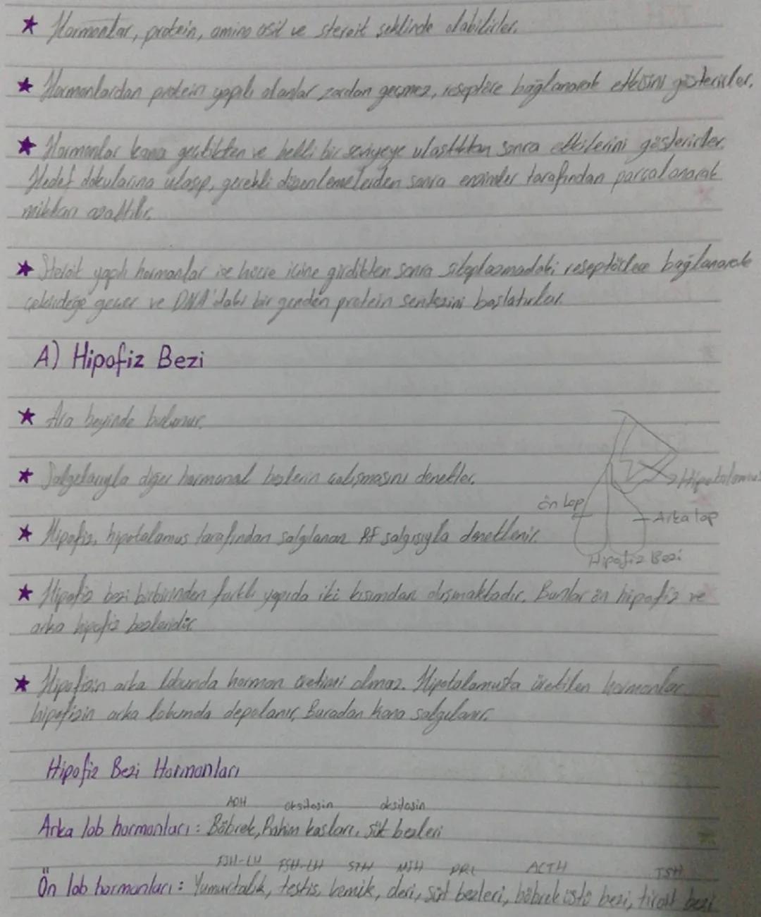 On lop (Frontal lop)
*   Organizasyon, planlama, problem
    çözme, algılama, dikkat ile ilgili
    bilgilerin değerlendirilme bölgesi
*   İ