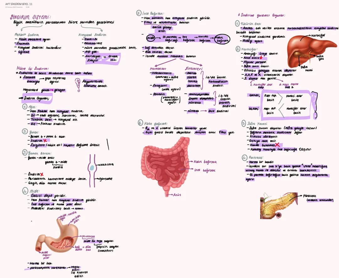 11. Sınıf Biyoloji: Sindirim Sistemi Özet ve Test PDF
