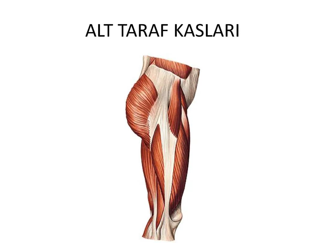 Alt ekstremite kasları