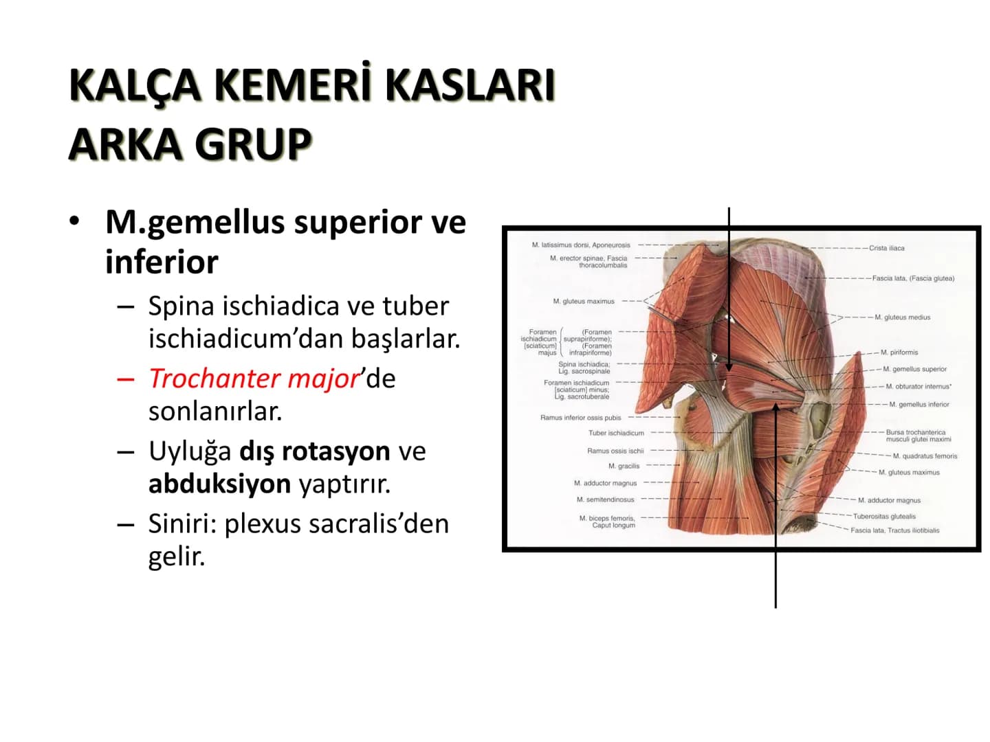 ALT TARAF KASLARI KALÇA KEMERİ KASLARI
ÖN GRUP
•
M.iliopsoas
-
-
-
- M.psoas major
⚫ Lumbal omurlardan başlar
M.iliacus
• Fossa iliaca'dan b