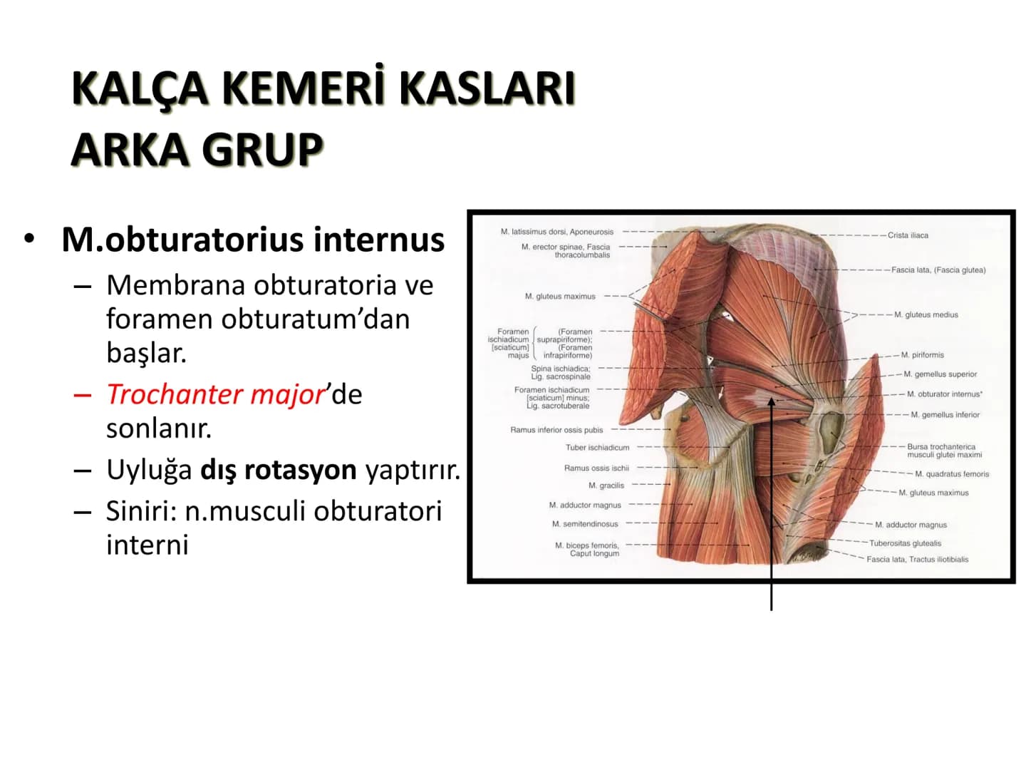 ALT TARAF KASLARI KALÇA KEMERİ KASLARI
ÖN GRUP
•
M.iliopsoas
-
-
-
- M.psoas major
⚫ Lumbal omurlardan başlar
M.iliacus
• Fossa iliaca'dan b