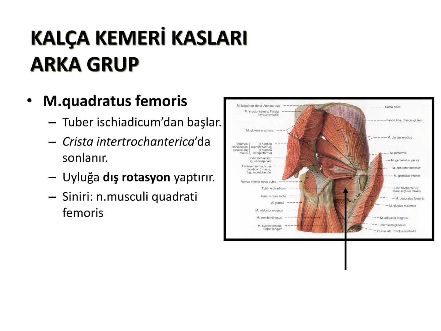 ALT TARAF KASLARI KALÇA KEMERİ KASLARI
ÖN GRUP
•
M.iliopsoas
-
-
-
- M.psoas major
⚫ Lumbal omurlardan başlar
M.iliacus
• Fossa iliaca'dan b