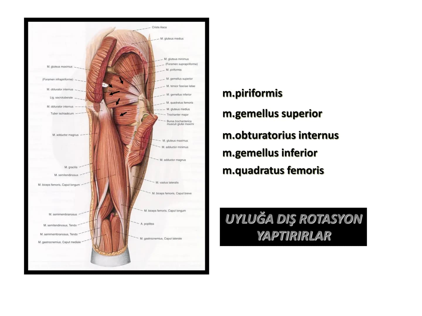 ALT TARAF KASLARI KALÇA KEMERİ KASLARI
ÖN GRUP
•
M.iliopsoas
-
-
-
- M.psoas major
⚫ Lumbal omurlardan başlar
M.iliacus
• Fossa iliaca'dan b