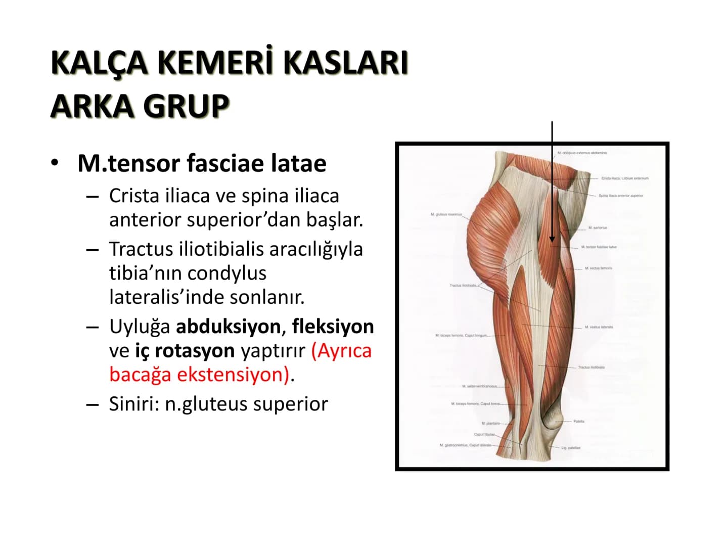 ALT TARAF KASLARI KALÇA KEMERİ KASLARI
ÖN GRUP
•
M.iliopsoas
-
-
-
- M.psoas major
⚫ Lumbal omurlardan başlar
M.iliacus
• Fossa iliaca'dan b