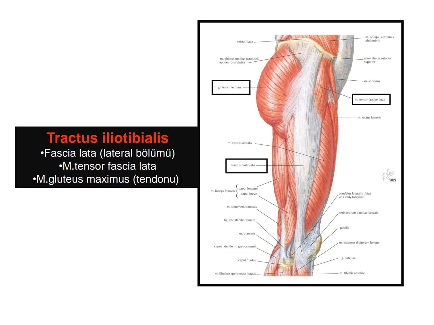 ALT TARAF KASLARI KALÇA KEMERİ KASLARI
ÖN GRUP
•
M.iliopsoas
-
-
-
- M.psoas major
⚫ Lumbal omurlardan başlar
M.iliacus
• Fossa iliaca'dan b