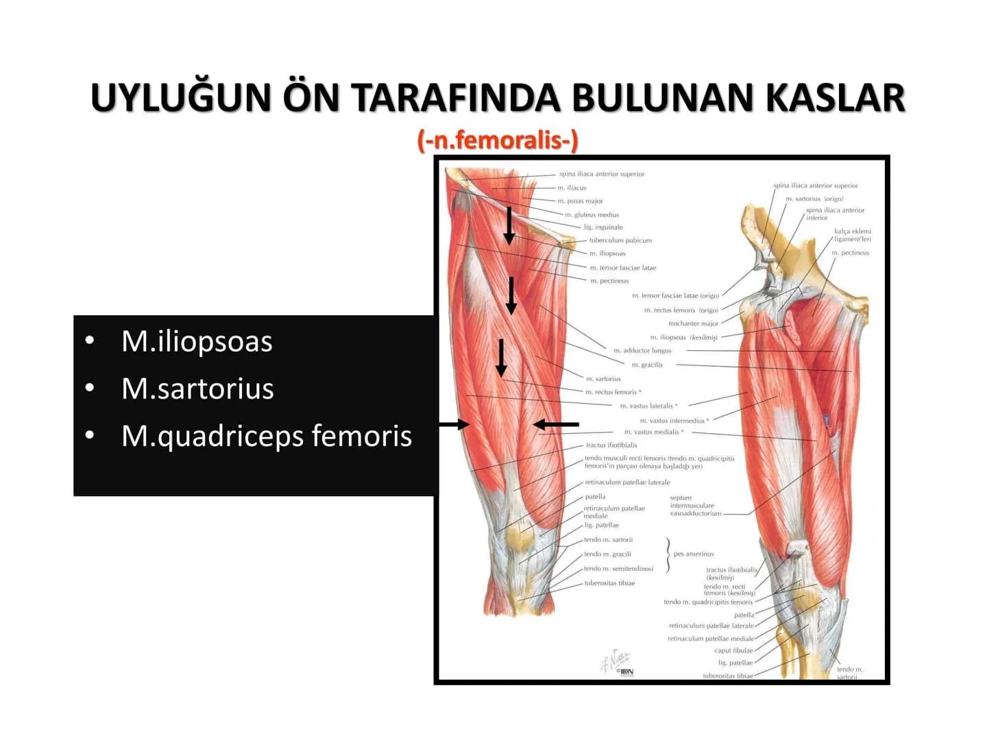 ALT TARAF KASLARI KALÇA KEMERİ KASLARI
ÖN GRUP
•
M.iliopsoas
-
-
-
- M.psoas major
⚫ Lumbal omurlardan başlar
M.iliacus
• Fossa iliaca'dan b