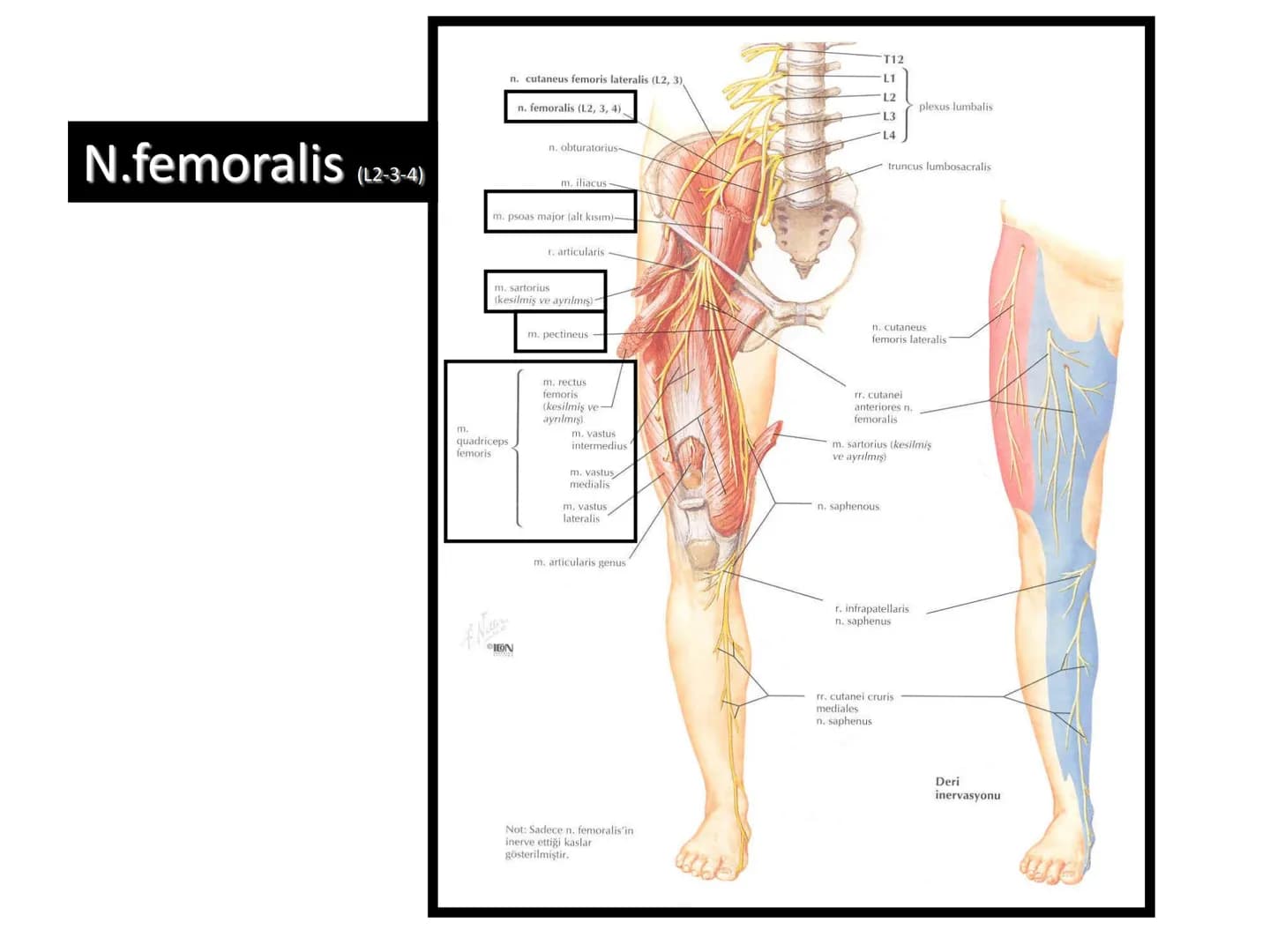 ALT TARAF KASLARI KALÇA KEMERİ KASLARI
ÖN GRUP
•
M.iliopsoas
-
-
-
- M.psoas major
⚫ Lumbal omurlardan başlar
M.iliacus
• Fossa iliaca'dan b