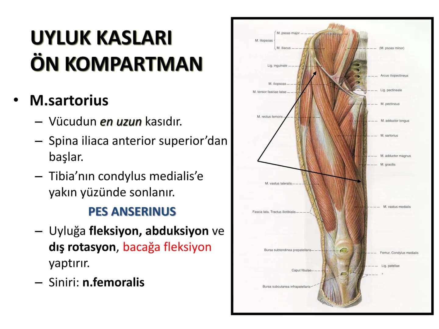 ALT TARAF KASLARI KALÇA KEMERİ KASLARI
ÖN GRUP
•
M.iliopsoas
-
-
-
- M.psoas major
⚫ Lumbal omurlardan başlar
M.iliacus
• Fossa iliaca'dan b