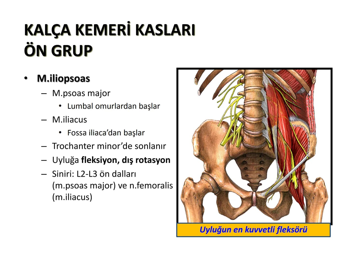 ALT TARAF KASLARI KALÇA KEMERİ KASLARI
ÖN GRUP
•
M.iliopsoas
-
-
-
- M.psoas major
⚫ Lumbal omurlardan başlar
M.iliacus
• Fossa iliaca'dan b